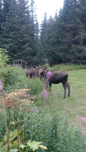 Male moose in front of my yurt