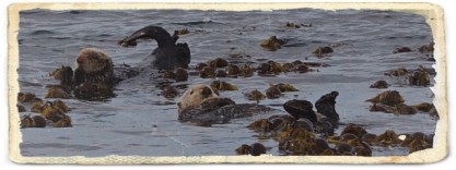 Sea otters floating around