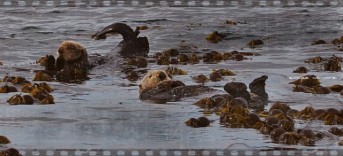 Sea otters floating around