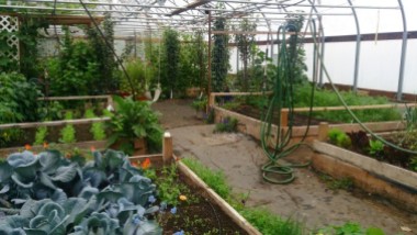 My working place - the greenhouse