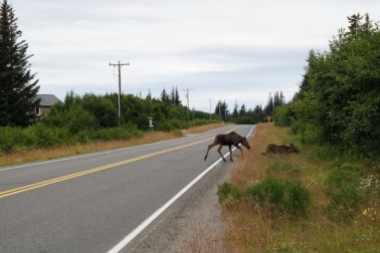 Moose family crossing the street