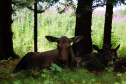 Mama moose and her babies