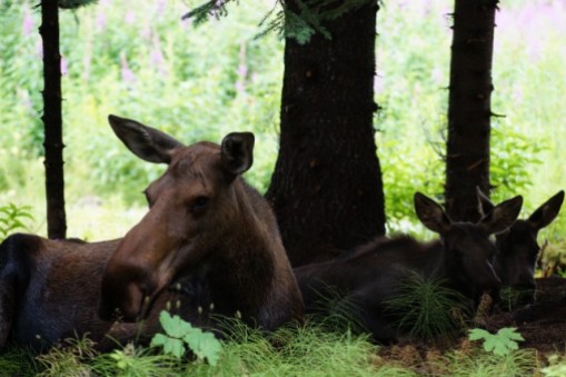 Moose family relaxing in the garden